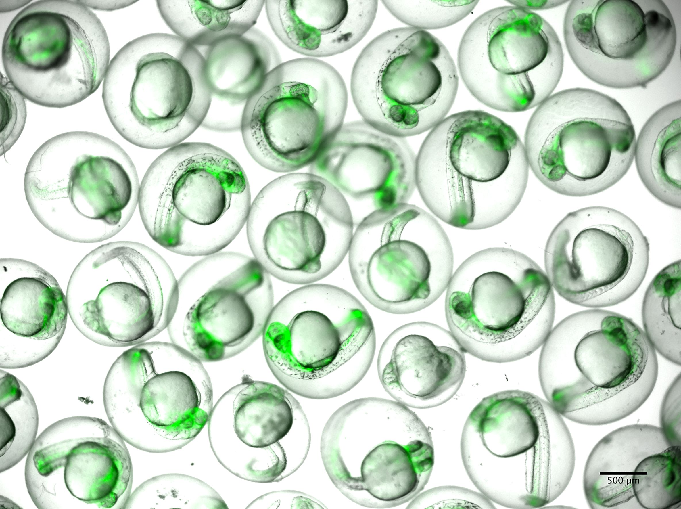 Entry requirements | Biomedical Sciences | Biomedical Sciences